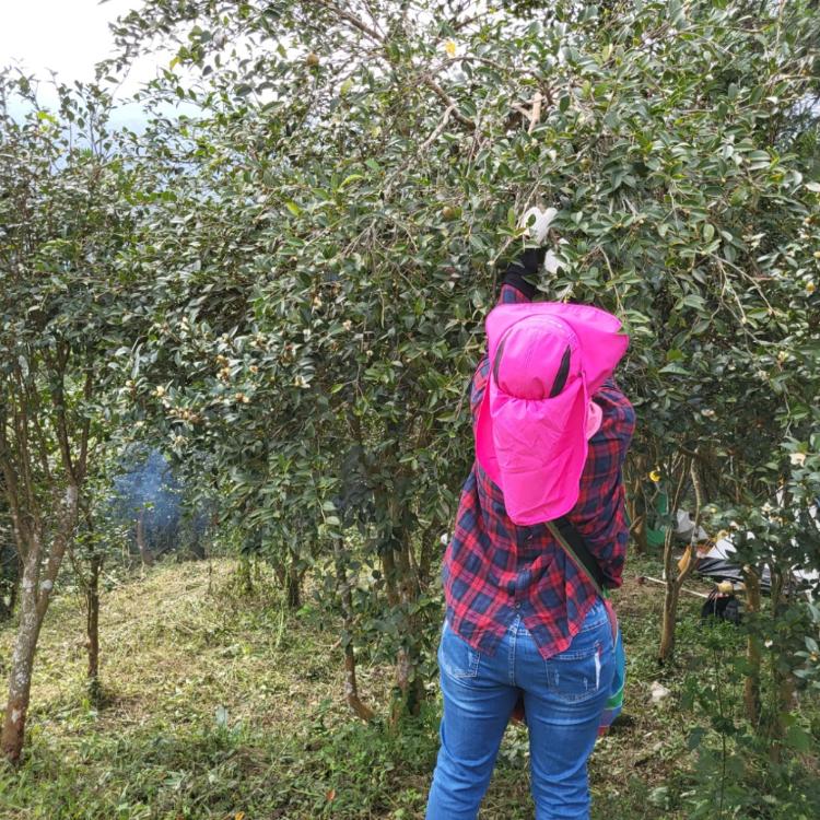 【台灣精華】頂級冷壓苦茶籽油250ml木盒禮盒 附提袋