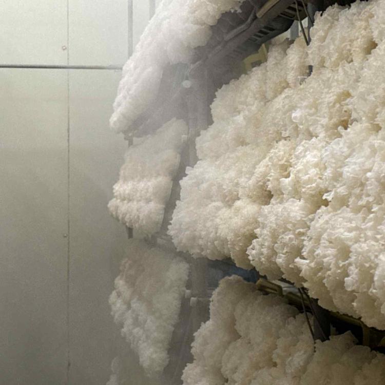 阿里山楓醣銀耳(6入)經典禮盒 附提袋
