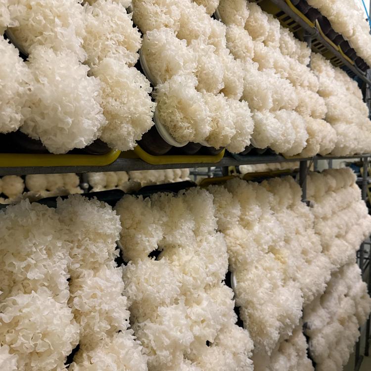 阿里山楓醣銀耳(6入)經典禮盒 附提袋