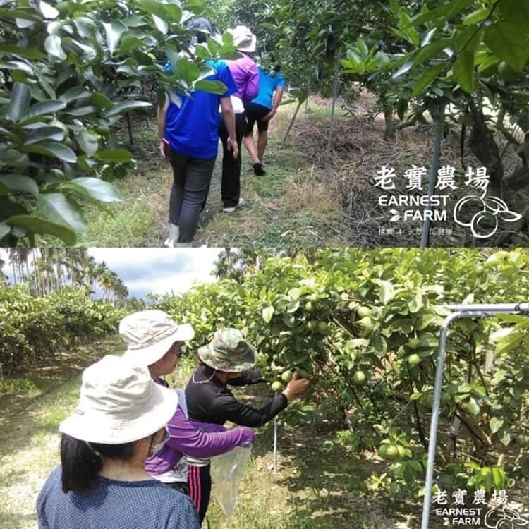 【10袋任選】老實農場檸檬百香X檸檬蔓越莓冰角(28gx10個/袋)