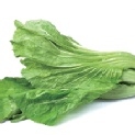 掛菜