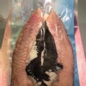 魚肚