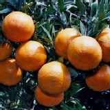 無籽桶柑~25斤/一箱