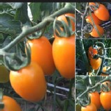 麗金小番茄 （橙色）