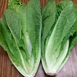 蘿蔓