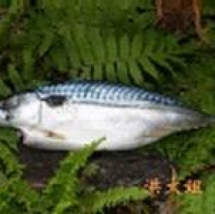挪威鹽渍鯖魚~原價140