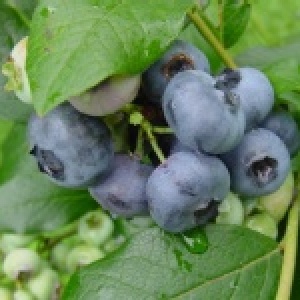 加州藍莓
