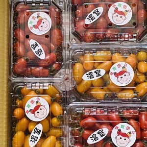 複製1-溫室玉女番茄(黃)