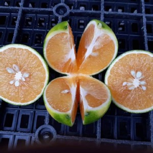 紅香橙蜜柳丁3斤