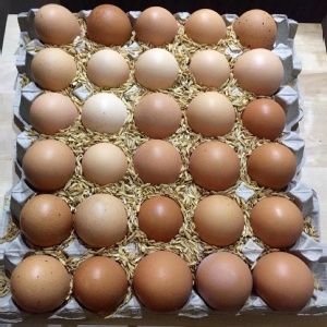 山腳下放牧雞蛋30顆盤裝(直接整盤帶走)