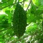 小山苦瓜