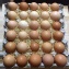 山腳下放牧雞蛋30顆盤裝(直接整盤帶走)