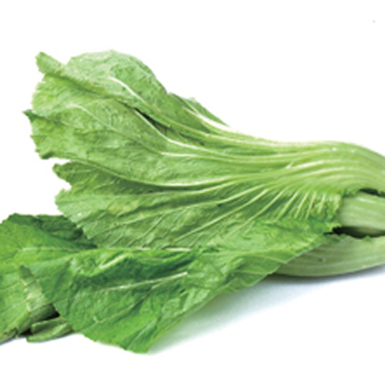 掛菜