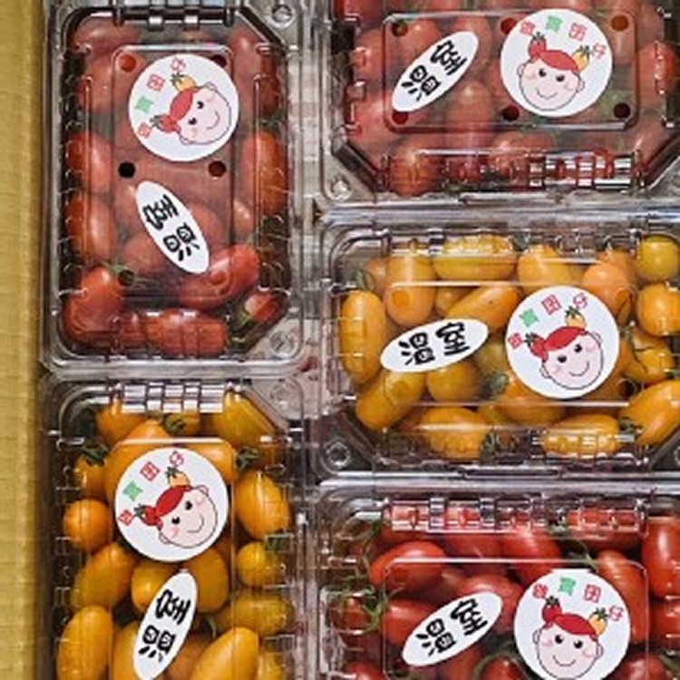 複製1-溫室玉女番茄(黃)