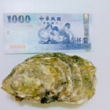 全殼生蠔 (生食級)灰熊大顆滴生蠔噢!【優惠特價】~購!新鮮海味