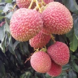 大樹統嶺-外銷日本規格特級玉荷包