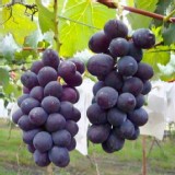 吳老爹-嚴選大村巨峰葡萄