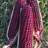 雲林黑美人-黑寶甜玉米