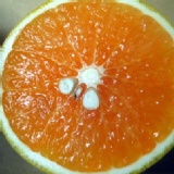 紅香橙★花蓮無毒農業