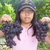 特級巨峰葡萄～5斤(含運)