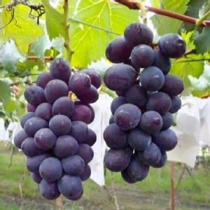 吳老爹-嚴選大村巨峰葡萄