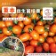 美濃李爸特甜橙蜜番茄