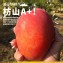 枋山阿梅姨-嚴選特A+愛文芒果(中果)