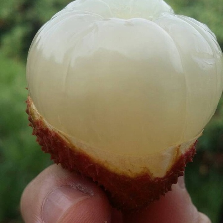 大樹統嶺-外銷日本規格特級玉荷包