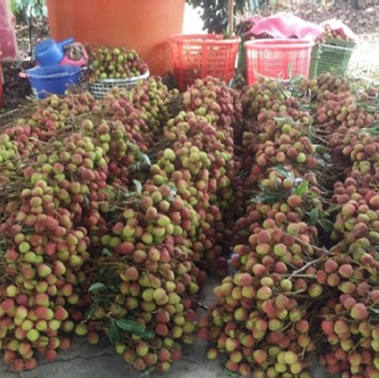 大樹統嶺-外銷日本規格特級玉荷包