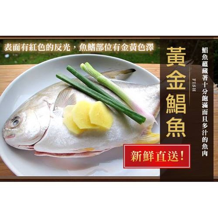 超大的黃金鯧魚