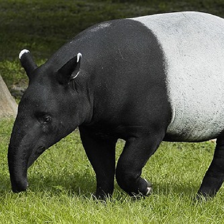 馬來貘馬來貘馬來貘馬來貘