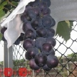 預購付費試吃『0.5台斤20元-運費120元』 試吃特價