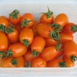 橙蜜香蕃茄1斤裝 特價：$50