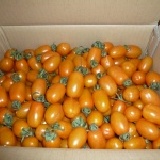 橙蜜香黃金番茄 特價：$500