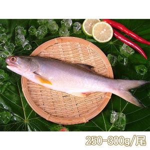 【新鮮市集】人氣原味午仔魚(250-300g/尾)