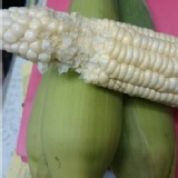 有機白珍珠水果玉米 特價：$199