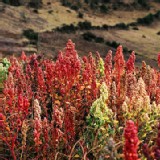 【豐禾元物】國際有機認證紅藜麥