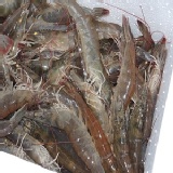 SGS藥殘認證活凍生態養殖白蝦(特大)