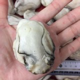 廣島牡蠣（無殼清肉）