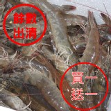 SGS藥殘認證活凍生態養殖白蝦(大)
