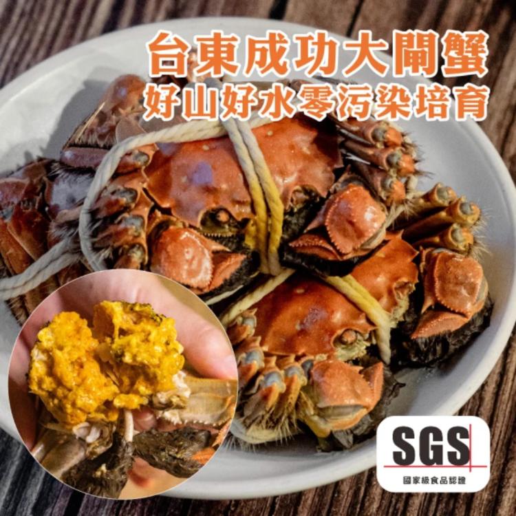 【台東成功】4.5兩大閘蟹(高山冷泉自然無毒養殖.SGS檢驗合格)