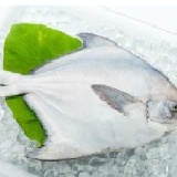 鮮美白鯧魚 特價~搶搶搶~~500~600g/隻