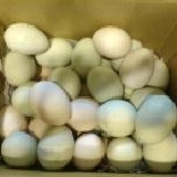 烏骨雞蛋4斤裝(青、粉殼混搭) (翡翠蛋-含紙箱4斤重,紙箱可換2粒蛋) 特價：$250