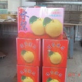 新興梨11A 5斤裝.9-10兩/單果重量.中秋特惠裝7斤ㄛ.主購禮11送1. 特價：$230