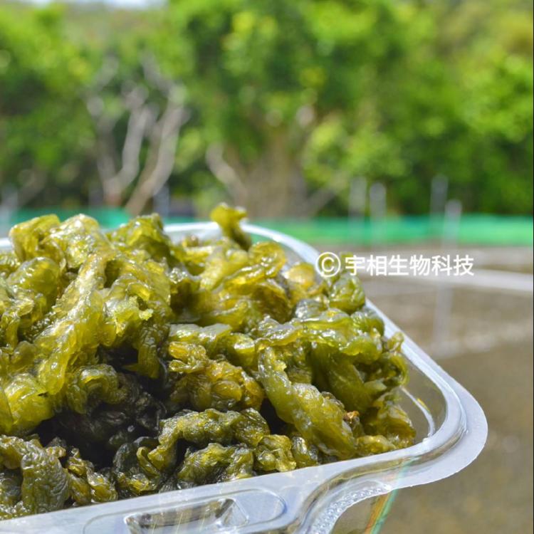 【宇相雨來菇UNISHOW】南半島農特產－有機新鮮雨來菇（情人的眼淚、陸生藍綠藻）