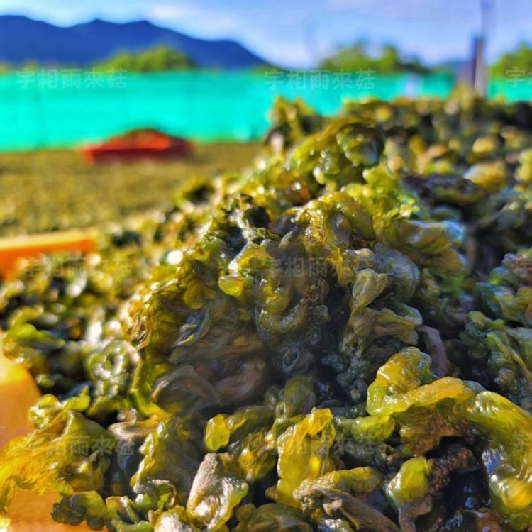 【宇相雨來菇UNISHOW】南半島農特產－有機新鮮雨來菇（情人的眼淚、陸生藍綠藻）