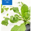 芝麻葉
