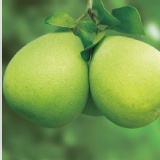 鶴岡牛奶文旦 特價：$499