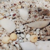 四神元氣綜合湯（950g-1000g真空包裝）