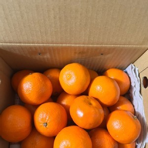 澳洲無籽砂糖橘3斤裝禮盒